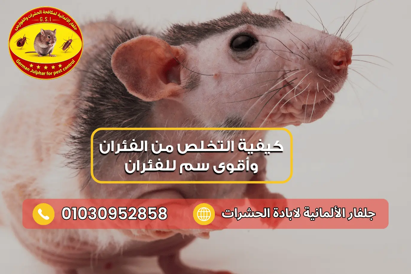 طرق طرد الفئران و هل الخل يطرد الفئران جلفار 01030952858