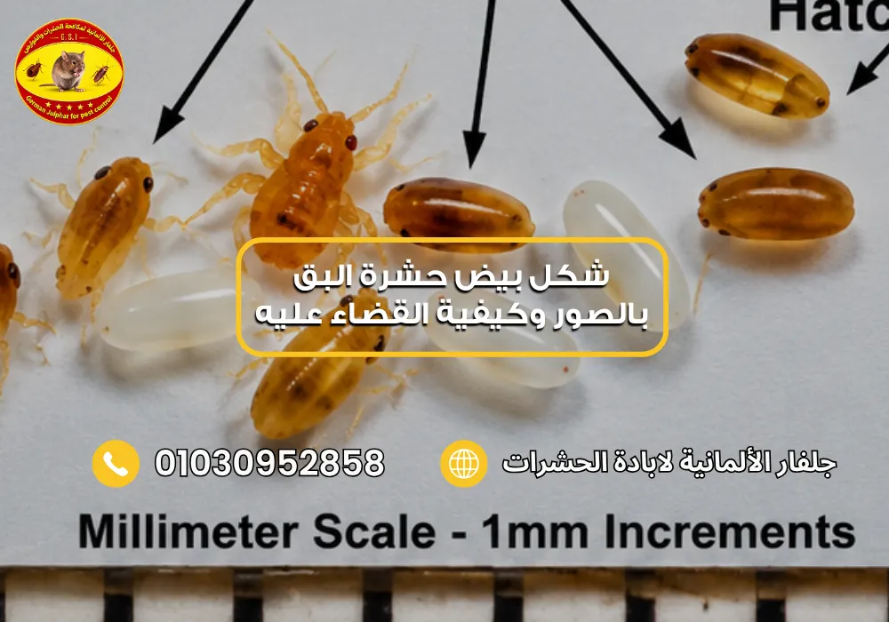 طرق مكافحة بق الفراش جلفار 01030952858