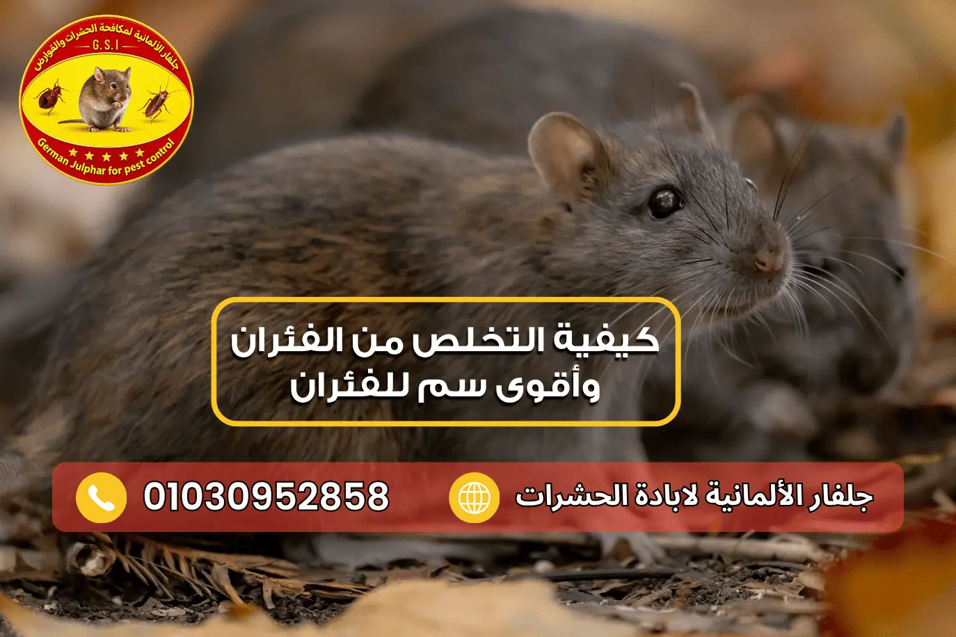 طريقة عمل مصيدة للفئران مع جلفار 01030952858