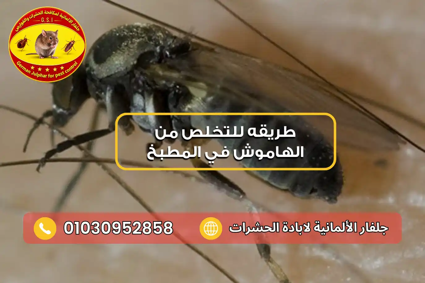 الذبابة السوداء وطريقه للتخلص من الهاموش في المطبخ مع جلفار 01030952858