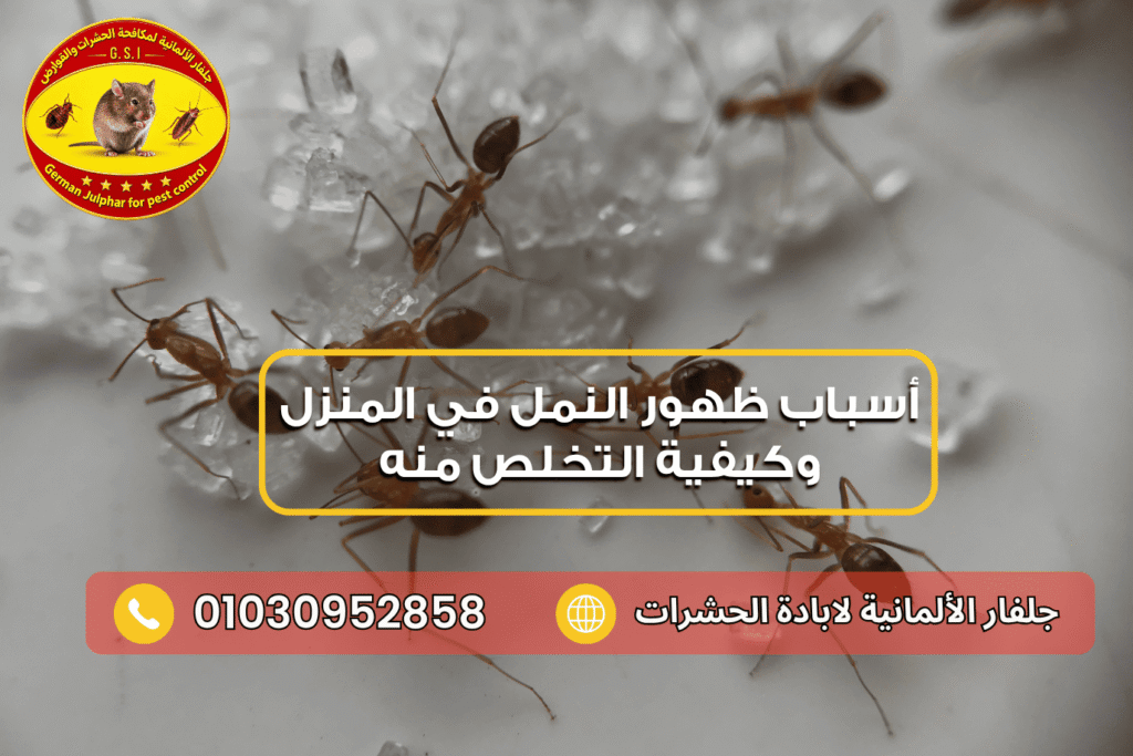 ظهور النمل الأسود في البيت فجأة مع جلفار 01030952858
