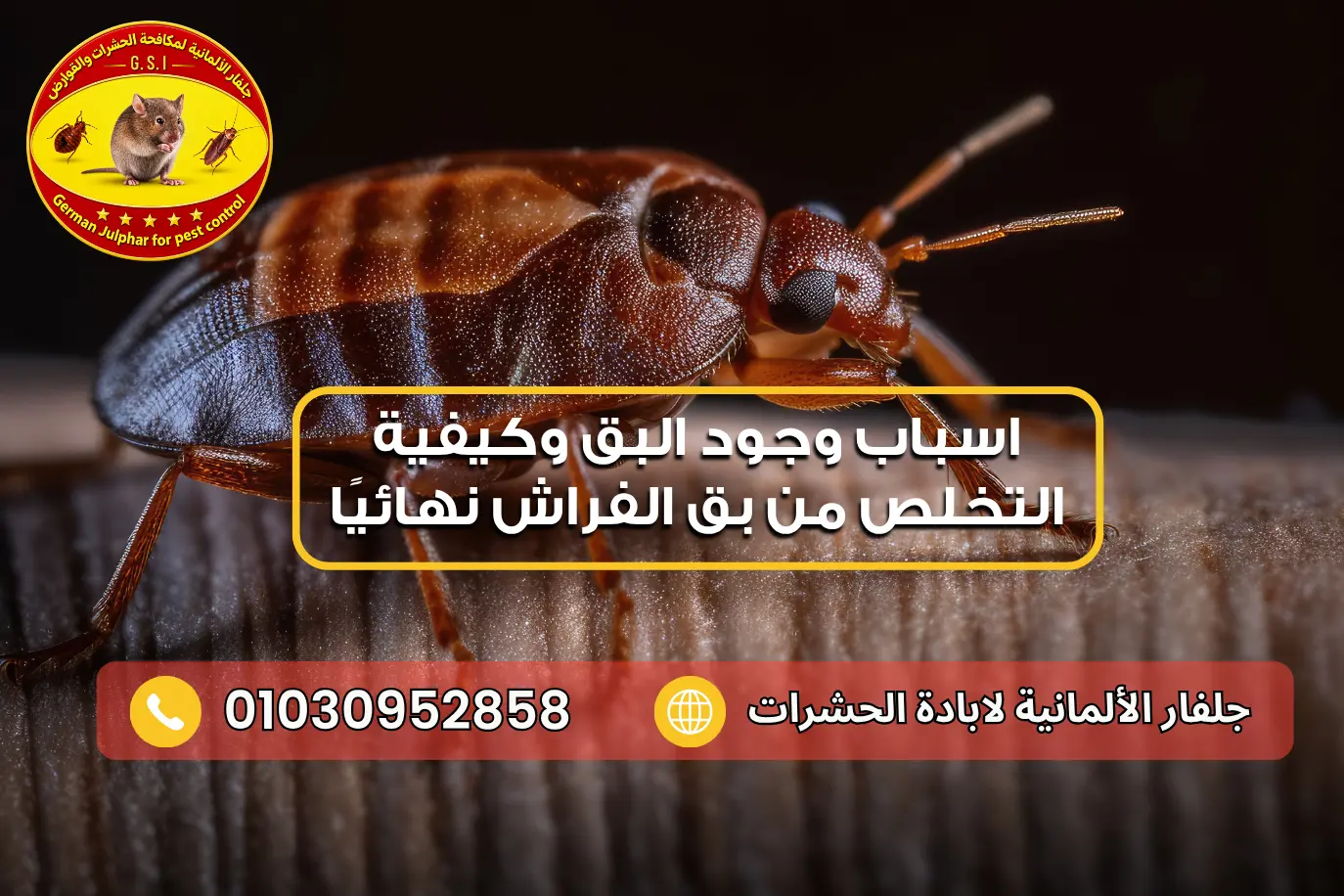 علاج حشرة البق في الجسم جلفار 01030952858