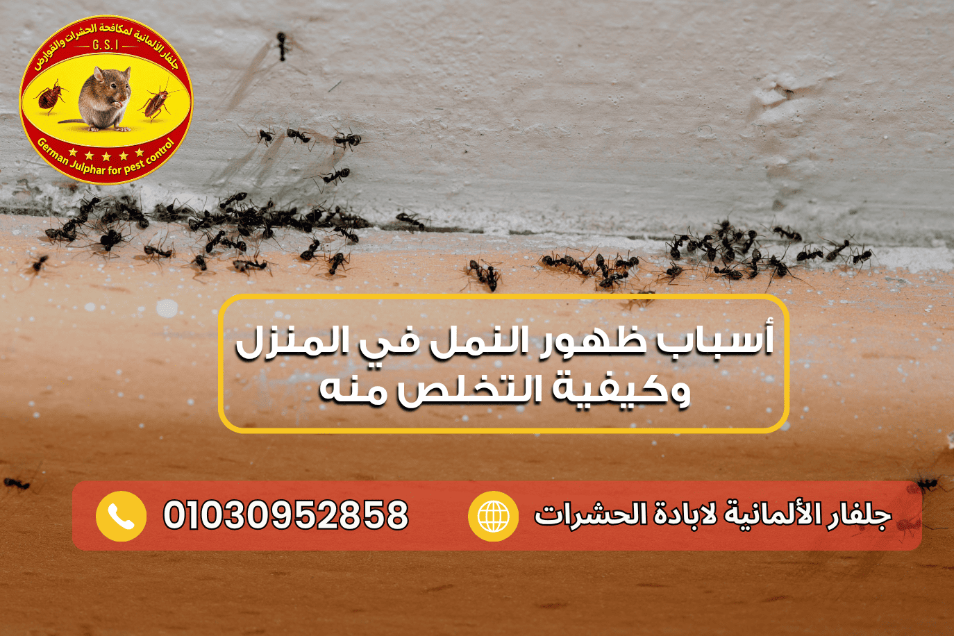 علامات وجود النمل الأبيض مع جلفار 01030952858