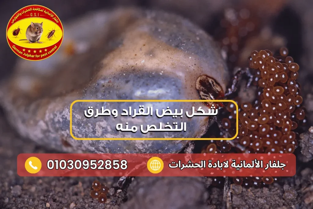 كم عدد البيض الذي يضعه القراد جلفار 01030952858