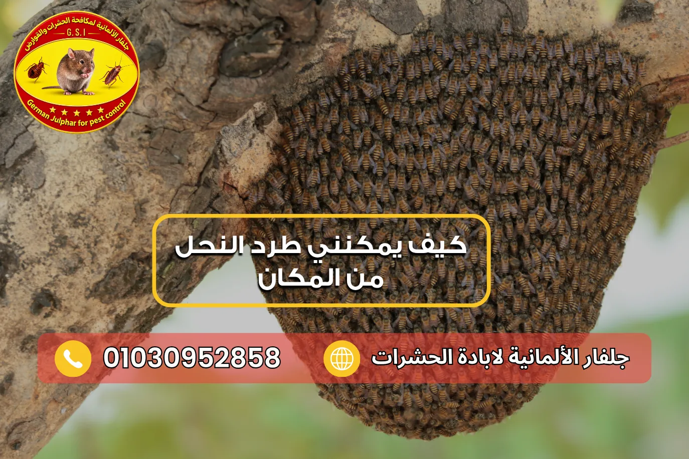 التعامل بحذر مع وجود النحل بالقرب من المنزل