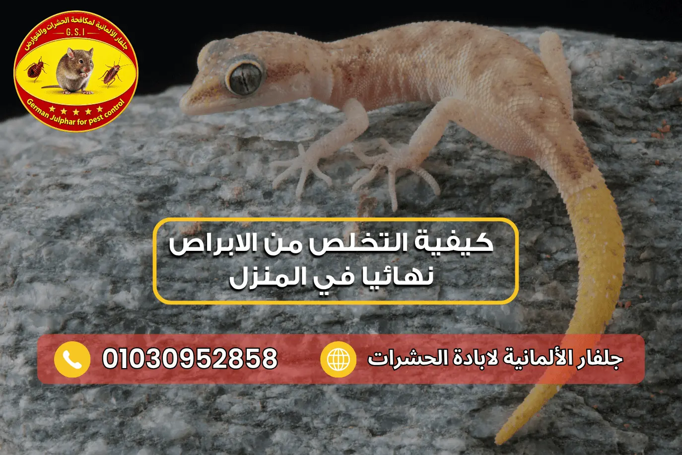 كيفية التخلص من الابراص نهائيا مع جلفار 01030952858