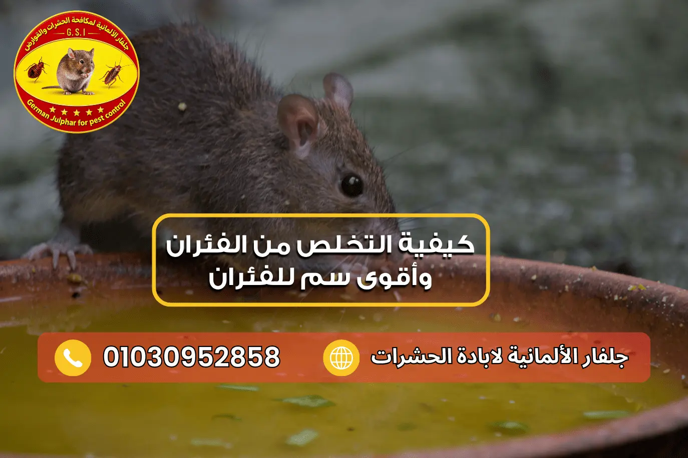 كيفية التخلص من الفئران مع جلفار 01030952858