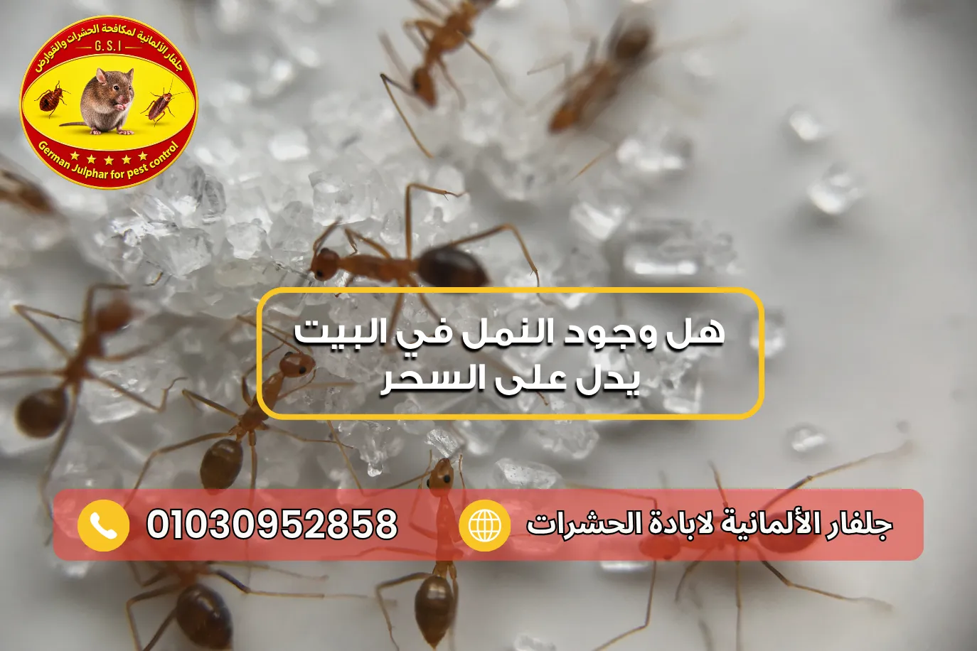 كيفية التخلص من النمل في البيت مع جلفار 01030952858