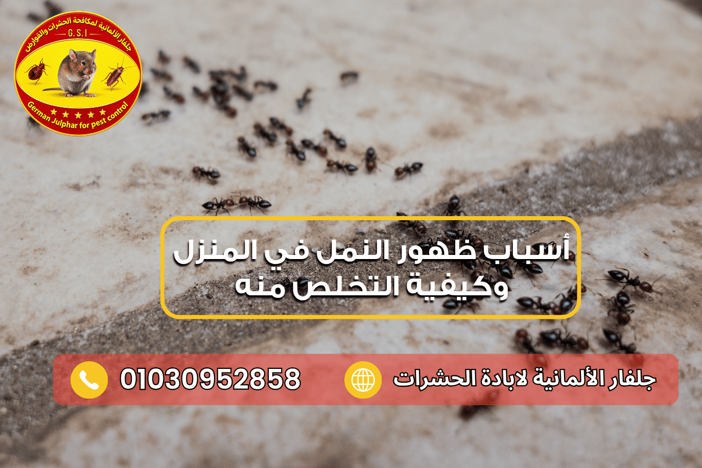 كيفية التخلص من النمل في المنزل مع جلفار 01030952858