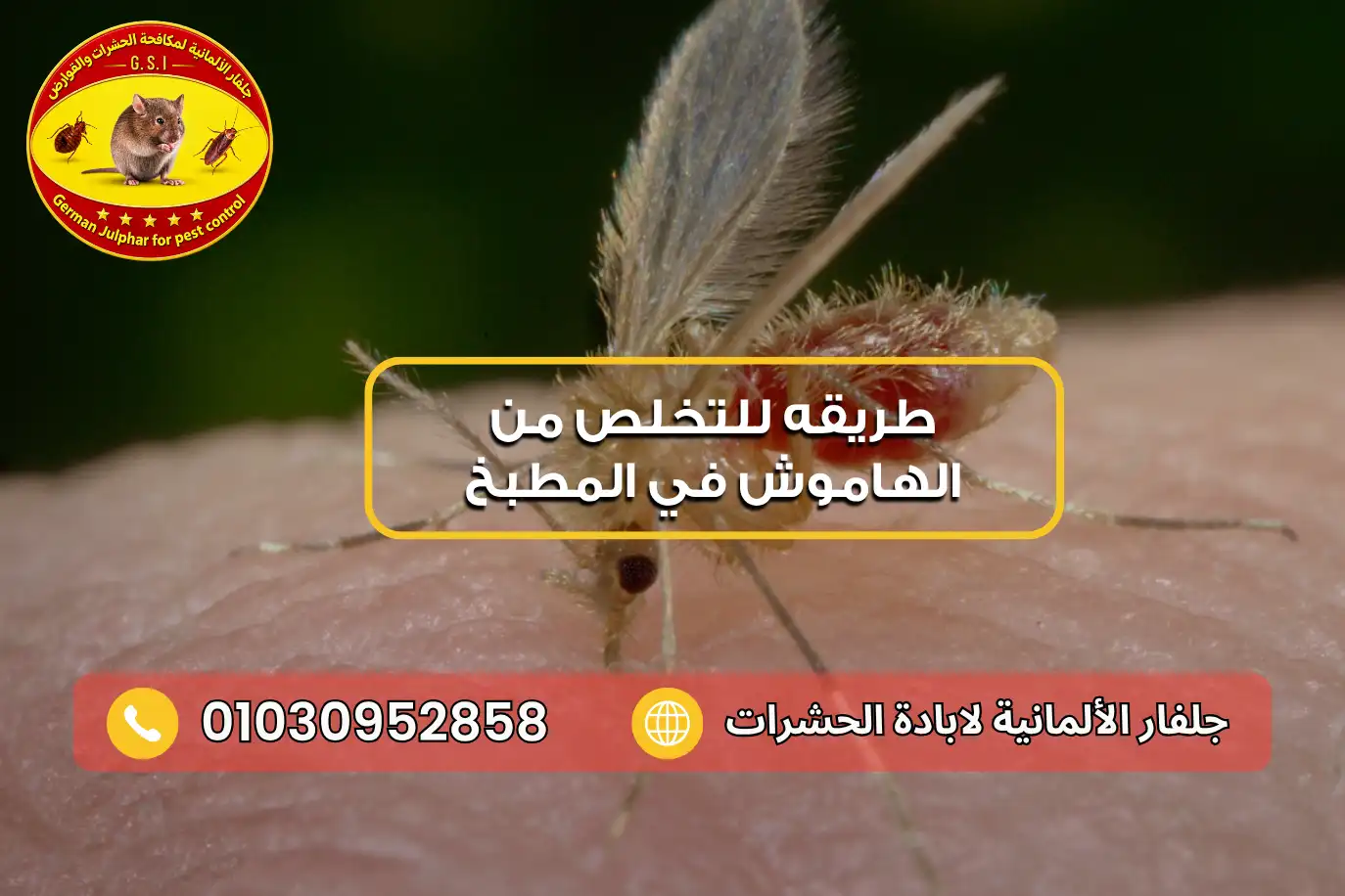 ذباب الرمل كيفية التخلص من الهاموش في الحمام مع جلفار 01030952858
