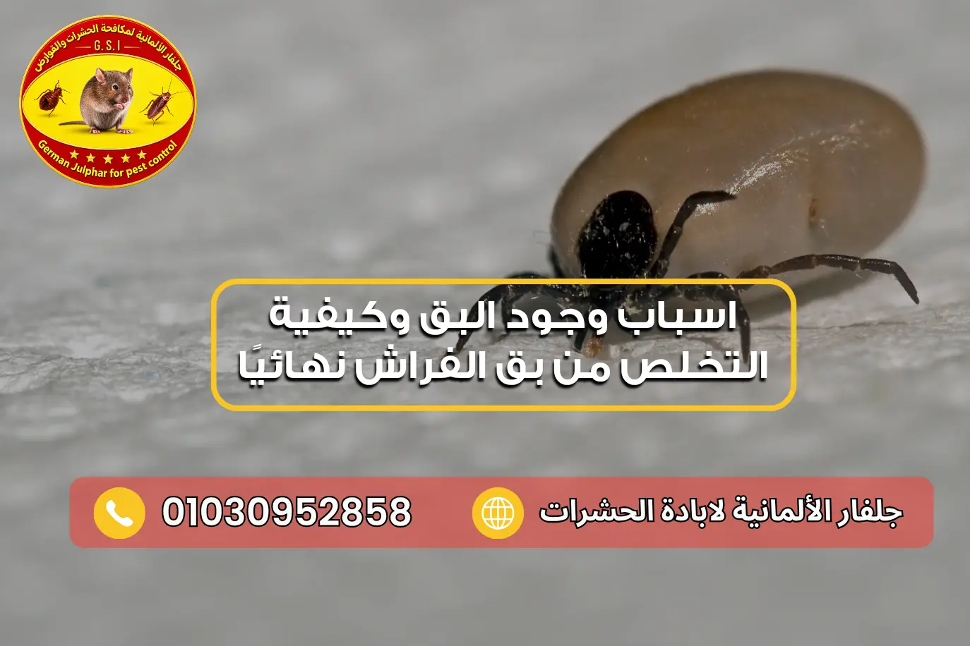 كيفية التخلص من بق الفراش جلفار 01030952858