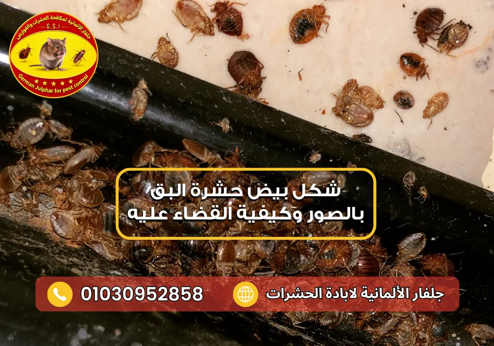 كيفية التخلص من بيض البق جلفار 01030952858
