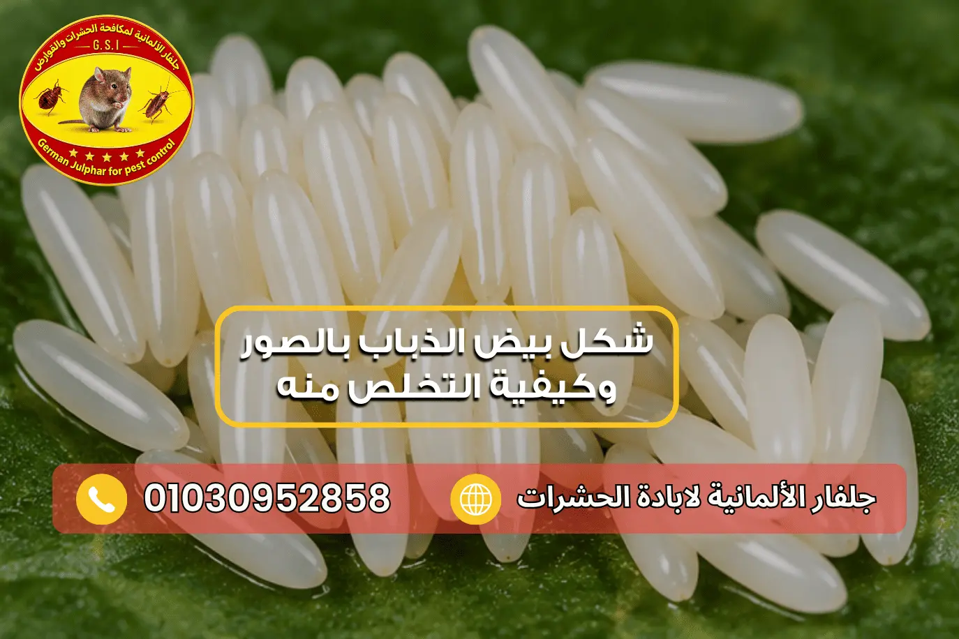 خطوات التخلص من بيض الذباب وتنظيف المصدر