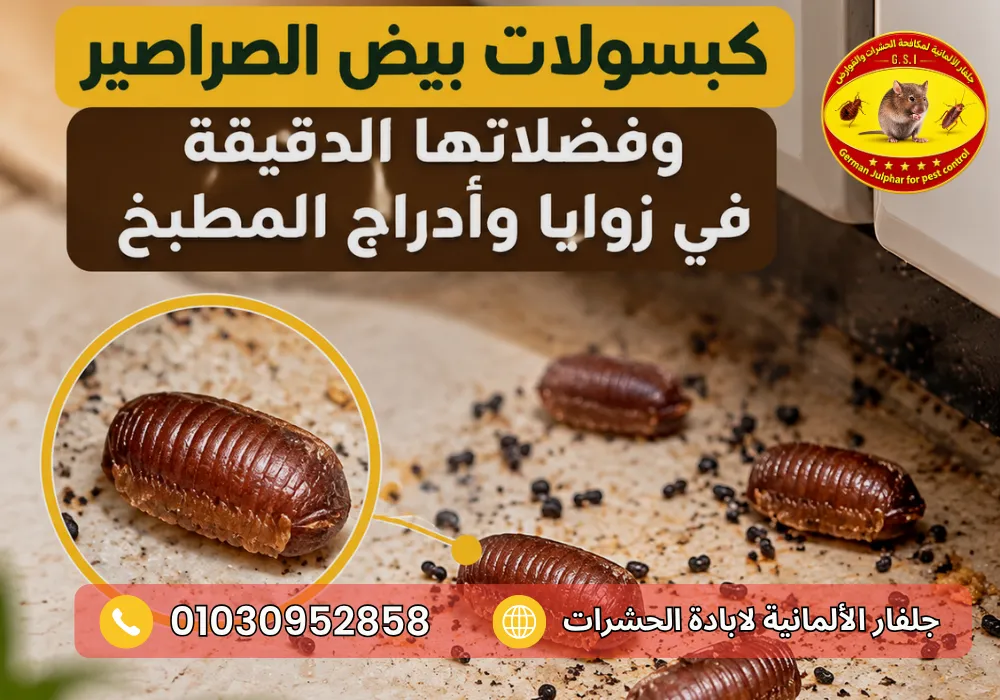 كيفية التخلص من بيض الصراصير مع جلفار 01030952858