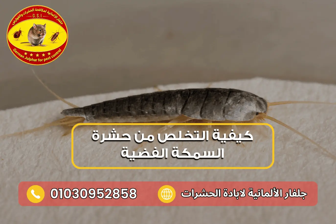كيفية التخلص من حشرة السمكة الفضية جلفار 01030952858