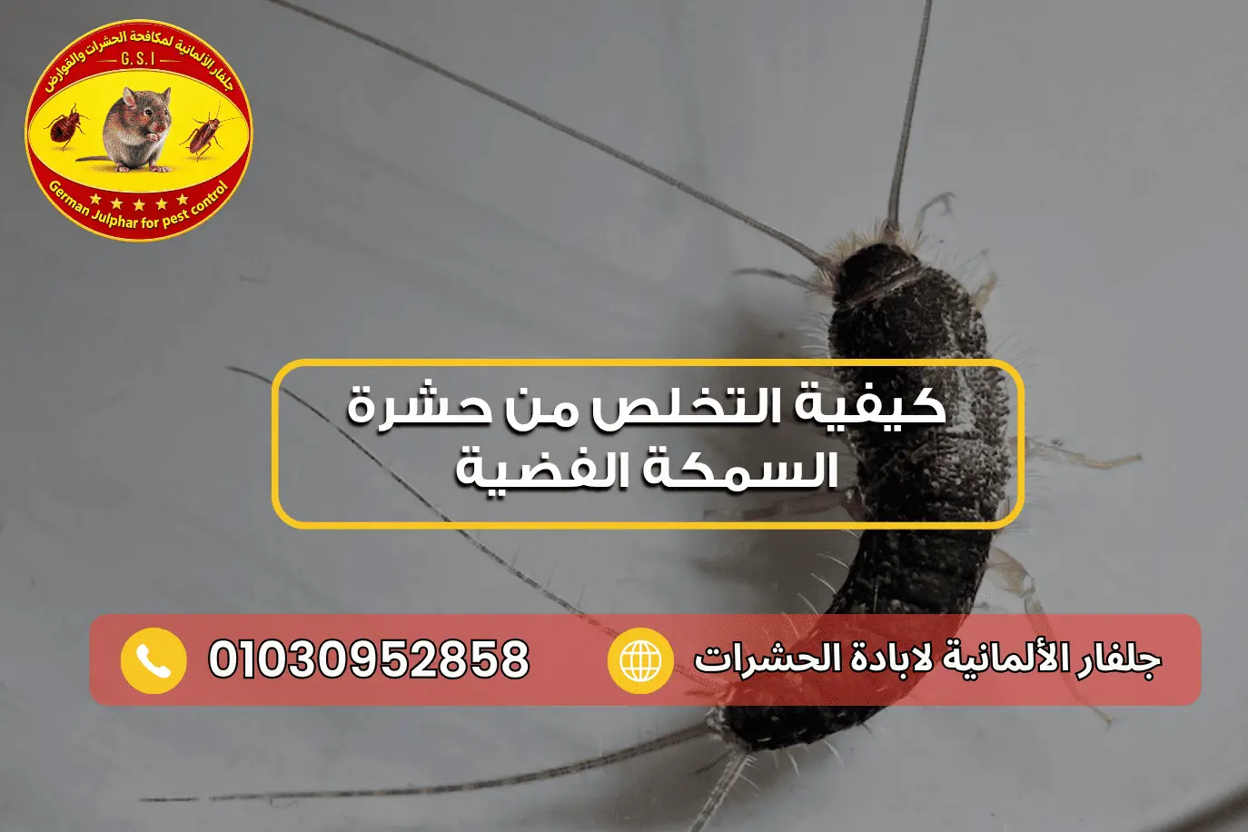 كيفية القضاء على حشرة السمكة الفضية جلفار 01030952858