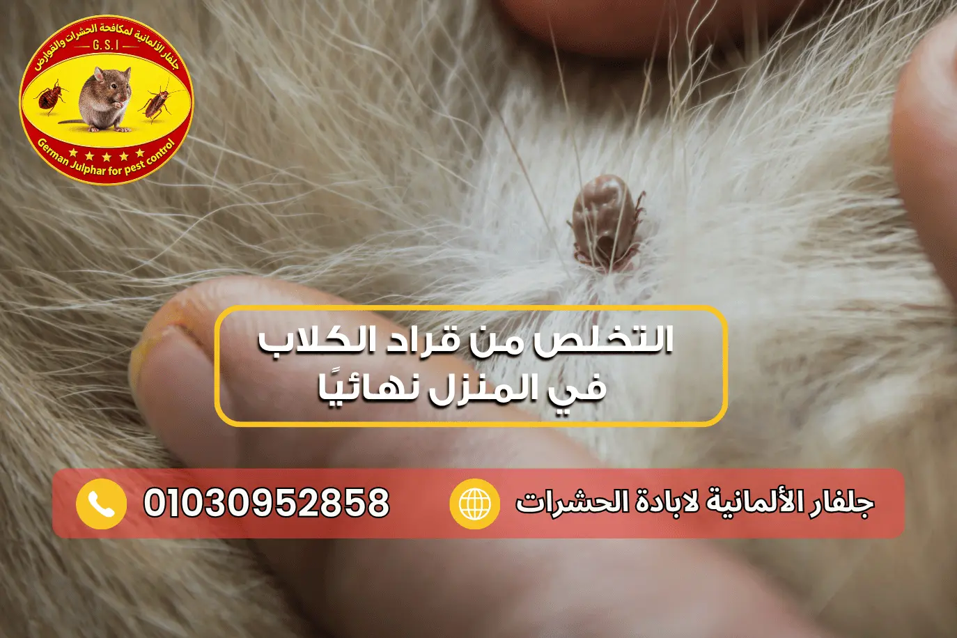 كيفية علاج القراد بالخل مع جلفار 01030952858