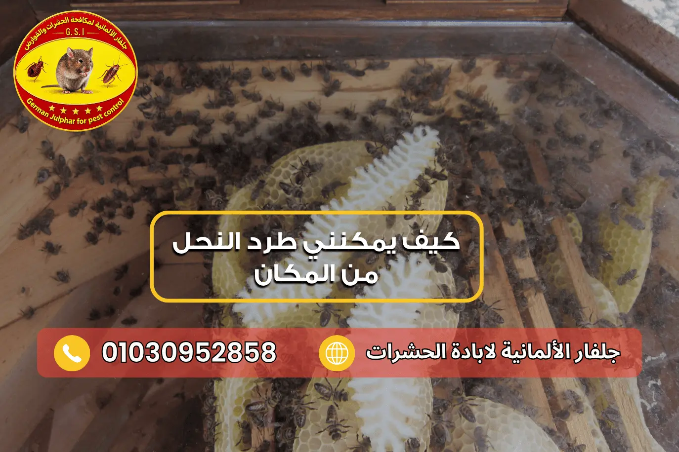 فحص أسباب كثرة النحل في المنزل ومصادر الجذب