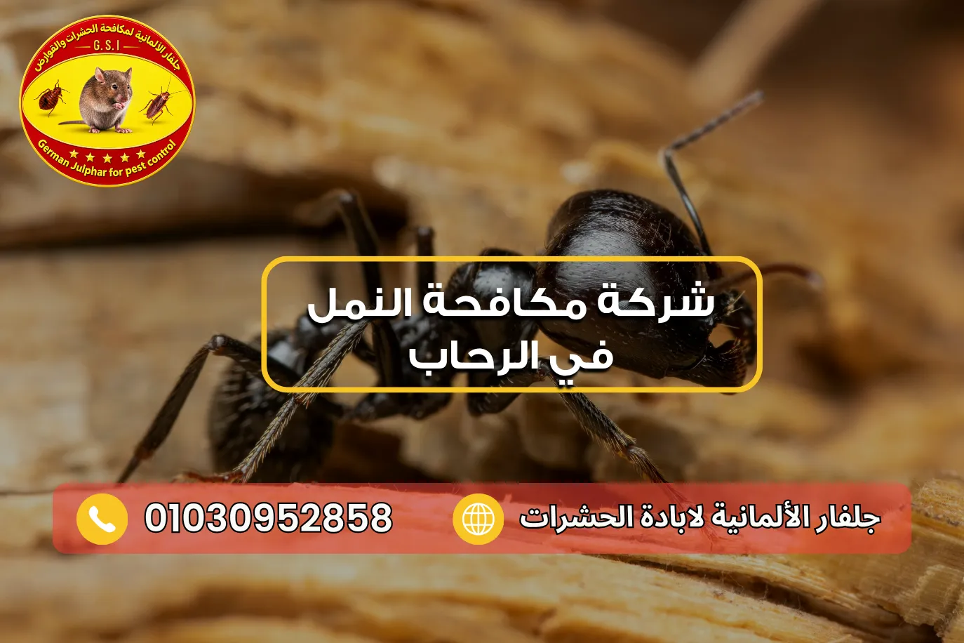 مكافحة النمل الاسود مع جلفار 01030952858