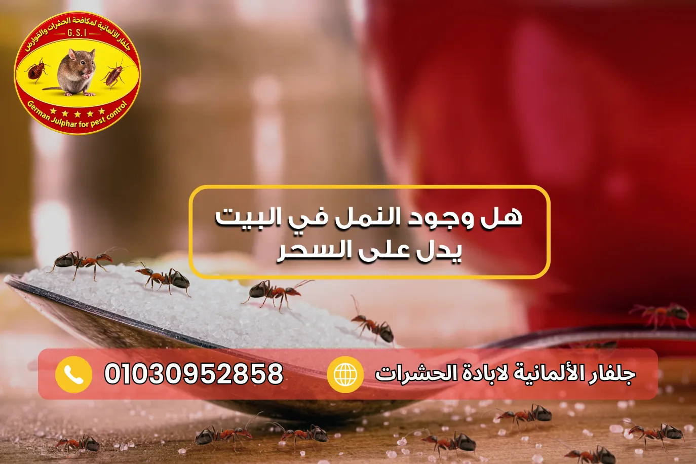 هل وجود النمل في البيت يدل على السحر مع جلفار 01030952858