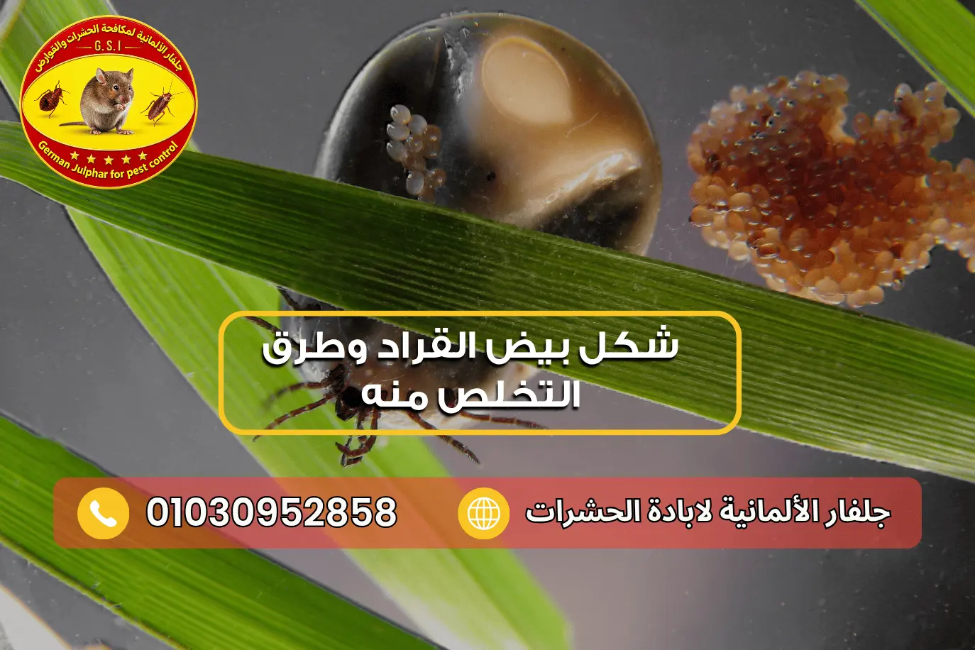 هل يمكن رؤية بيض القراد بالعين المجردة جلفار 01030952858