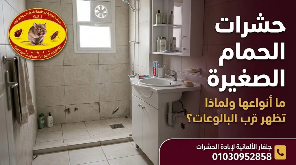 حشرات الحمام الصغيرة وأسباب ظهورها قرب البالوعات