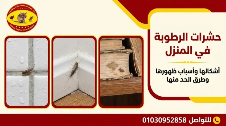 حشرات الرطوبة في المنزل