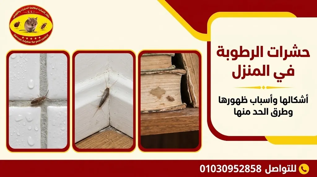 حشرات الرطوبة في المنزل