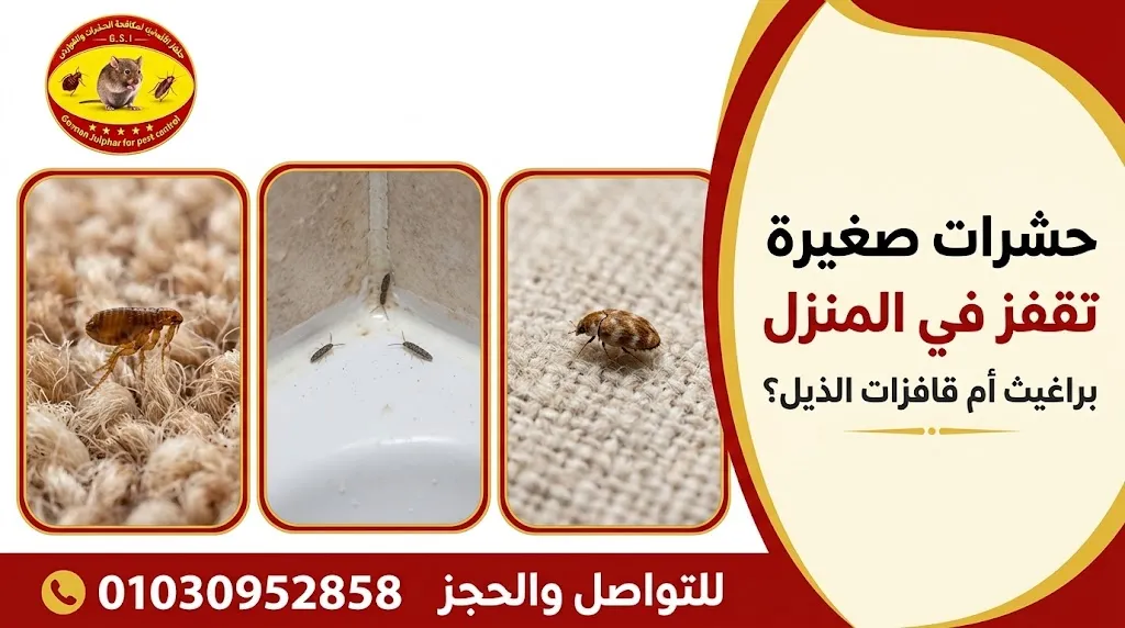 حشرات صغيرة تقفز في المنزل