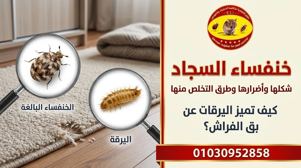 خنفساء السجاد